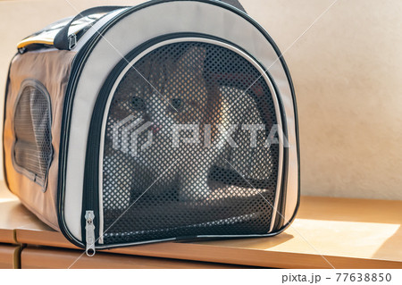 移動用キャリーバッグに入れられた猫 77638850