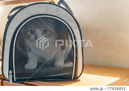 移動用キャリーバッグに入れられた猫 移動用キャリーバッグに入れられた猫 77638852