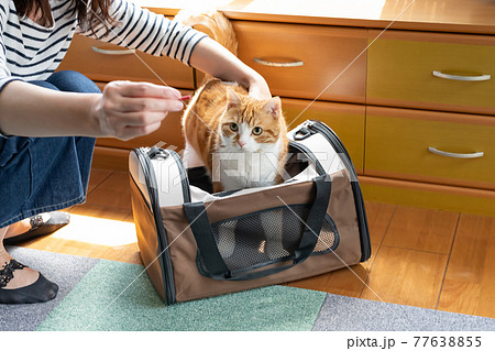 移動用キャリーバッグに入れられる猫 77638855
