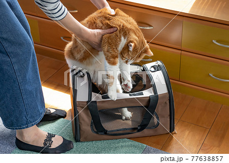 移動用キャリーバッグに入れられる猫 移動用キャリーバッグに入れられる猫 77638857