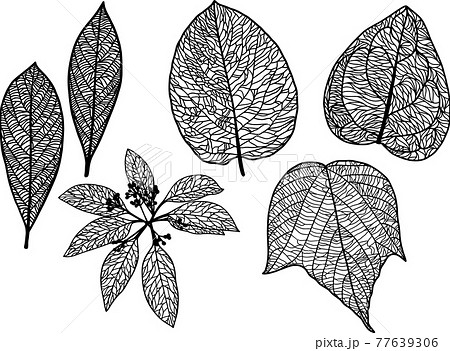 葉脈がはっきりと見える繊細な葉っぱの白黒のイラストセット ベクター素材のイラスト素材
