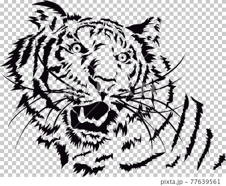 Illustration material: tiger, tiger, tiger, tiger's face 77639561
