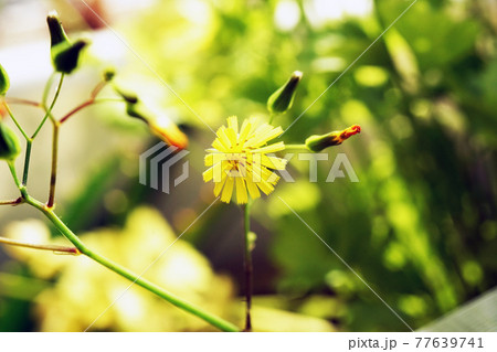 オニタビラコ オニタビラコ 77639741