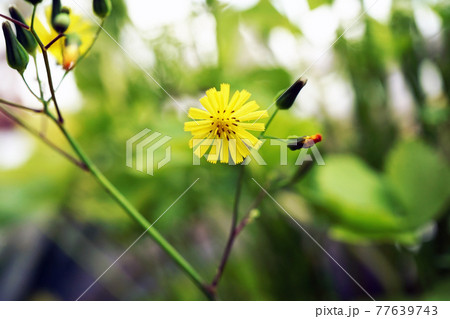 オニタビラコ 77639743