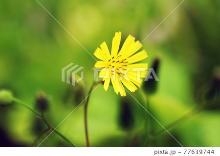 オニタビラコ 77639744