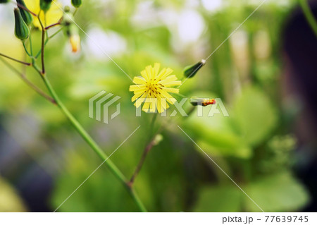 オニタビラコ 77639745