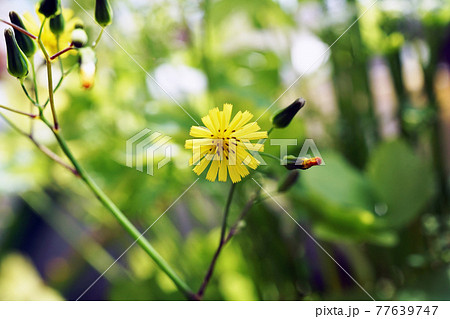 オニタビラコ 77639747