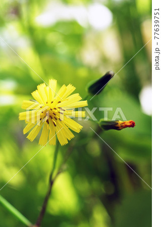 オニタビラコ 77639751