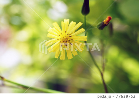 オニタビラコ 77639752