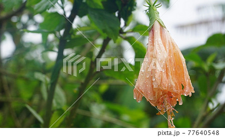 萎れたハイビスカスに水滴 萎れたハイビスカスに水滴 77640548