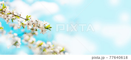 Beautiful floral spring abstract nature background with blooming cherry tree branches on a blue background. 77640618