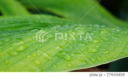 水分補給の植物 77640806