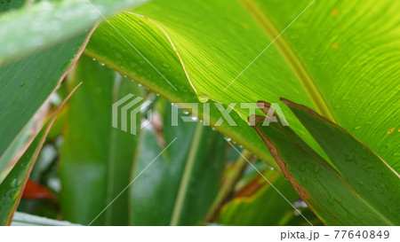 葉についた水滴、表面張力 77640849