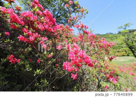奈良　鳥見山公園のツツジ 77640899