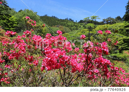 奈良　鳥見山公園のツツジ 77640926