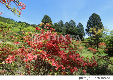 奈良 鳥見山公園のツツジ 奈良 鳥見山公園のツツジ 77640928