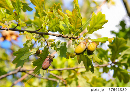 Autumn Acorns On A Pedunculate Oak Tree (Quercus robur) Autumn Acorns On A Pedunculate Oak Tree (Quercus robur) 77641389