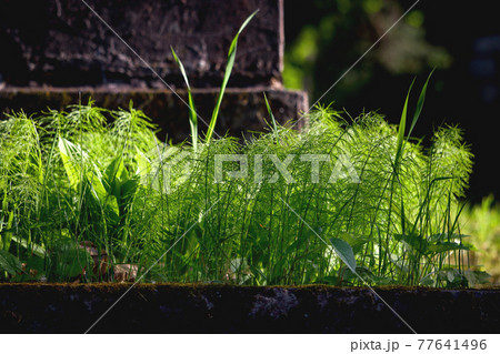 Green field horsetail weed near grave stone 77641496