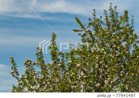 Green tree branches with leaves on blue sky with lined clouds Green tree branches with leaves on blue sky with lined clouds 77641497