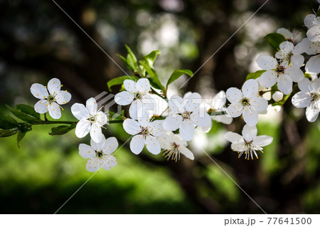 Blackthorn white small flowers blooming on branch on blurry background 77641500