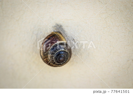 Little snail sleeping hanging on white concrete wall 77641501