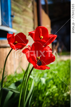 Three red tulips blooming in sunlight near old wooden house Three red tulips blooming in sunlight near old wooden house 77641505