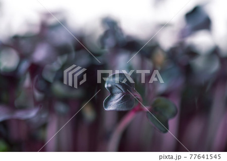 Microgreens of purple radish Micro greens of red radish as background Microgreens of purple radish Micro greens of red radish as background 77641545