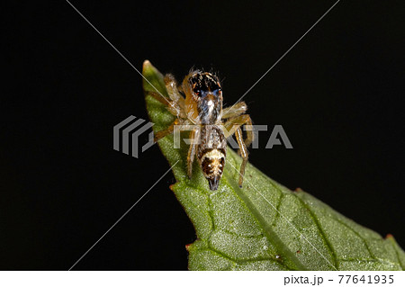 Small Jumping Spider 77641935