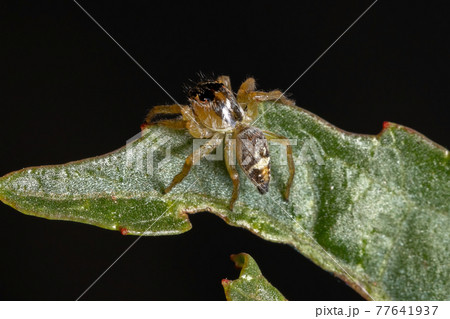 Small Jumping Spider 77641937