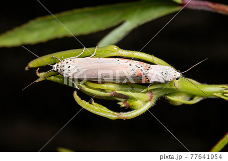 Adult ornamented Bella moth 77641954