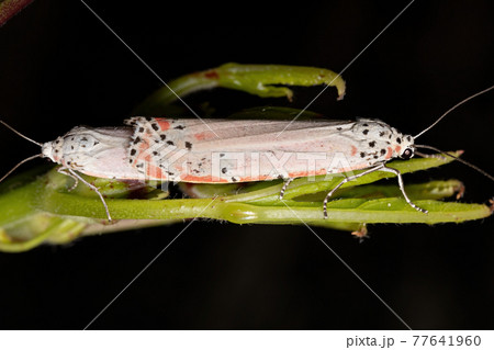 Adult ornamented Bella moth Adult ornamented Bella moth 77641960