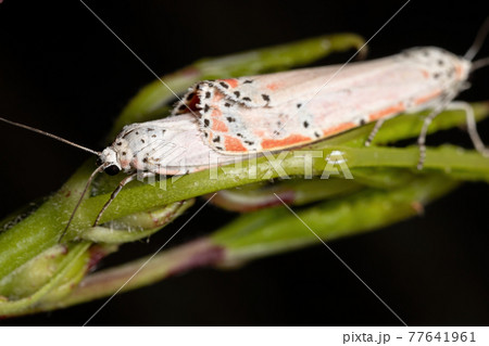 Adult ornamented Bella moth Adult ornamented Bella moth 77641961