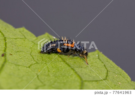 Asian Lady Beetle Larvae Asian Lady Beetle Larvae 77641963