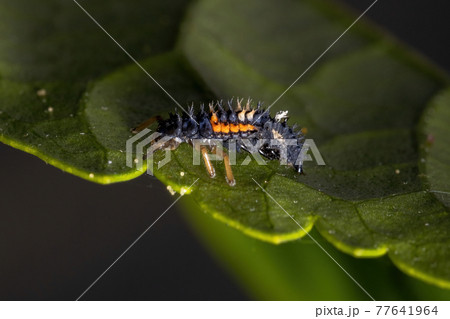 Asian Lady Beetle Larvae Asian Lady Beetle Larvae 77641964