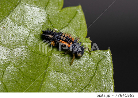 Asian Lady Beetle Larvae Asian Lady Beetle Larvae 77641965