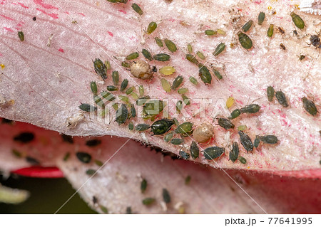 Melon Aphid Insects 77641995