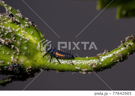 Asian Lady Beetle Larvae Asian Lady Beetle Larvae 77642005