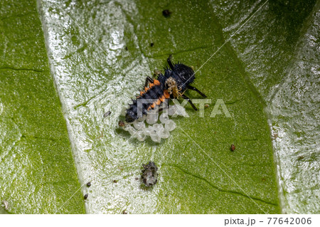 Asian Lady Beetle Larvae 77642006