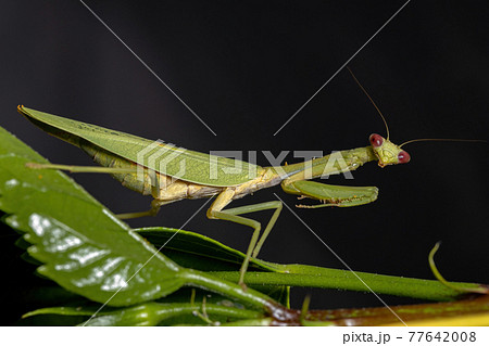 Female Adult Unicorn Mantis Female Adult Unicorn Mantis 77642008