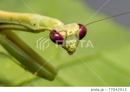 Female Adult Unicorn Mantis Female Adult Unicorn Mantis 77642012