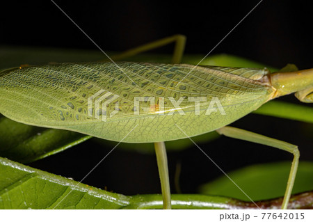 Female Adult Unicorn Mantis 77642015