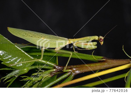 Female Adult Unicorn Mantis Female Adult Unicorn Mantis 77642016