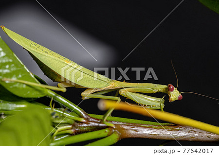 Female Adult Unicorn Mantis 77642017