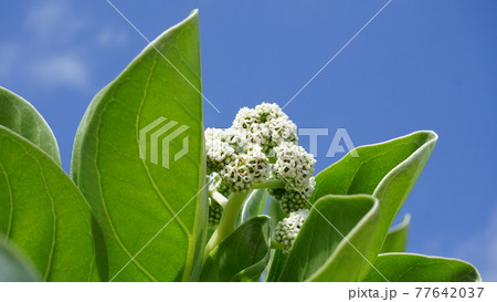 モンパの木の花 77642037
