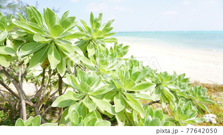 穏やかな海とモンパの木 77642050