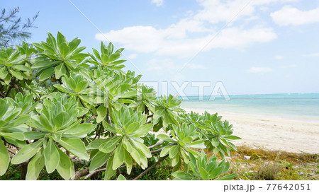 青空に合うモンパの木 青空に合うモンパの木 77642051