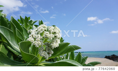 開花したモンパの木 開花したモンパの木 77642060