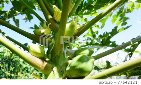 パパイヤの木と実 77642121