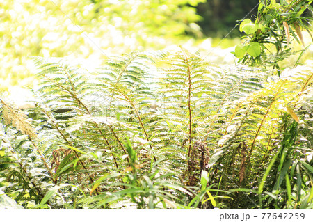 新緑眩しい湘南三浦半島の神奈川県三浦市首都圏の秘境の小網代の森の春 77642259