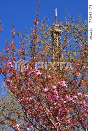 咲き始めた桜とエッフェル塔、2021年3月31日撮影。 77642473